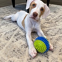 adopt a pet