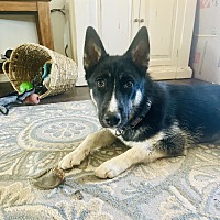 adopt-pet