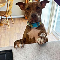 adopt a pet