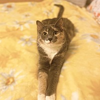 adopt a pet