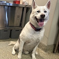 adopt a pet