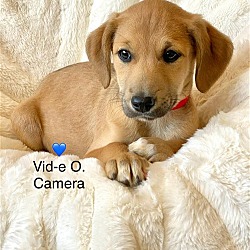 Thumbnail photo of Vid-e O. Camera #1