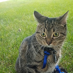 Photo of Catsu