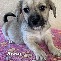 Photo of Rizzo