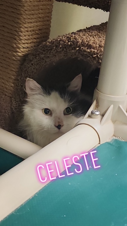 Thumbnail photo of Celeste #3