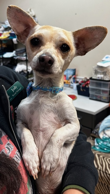 Rio Rancho, NM - Chihuahua. Meet Jack a Pet for Adoption - AdoptaPet.com