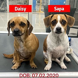 Thumbnail photo of Daisy - Bonded Pair with Sapa #2