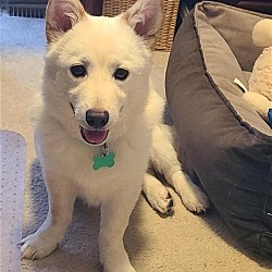 Thumbnail photo of Aiden -Handsome Jindo Mix #2