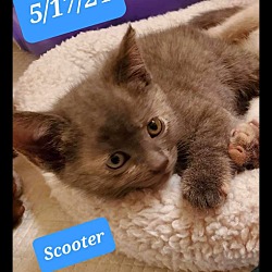 Thumbnail photo of Scooter #1