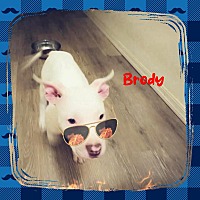 adopt-pet