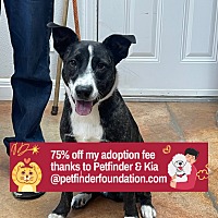 adopt a pet