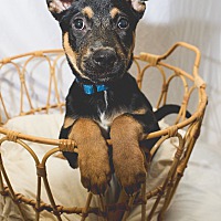 adopt a pet
