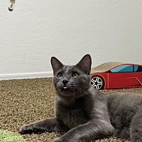 adopt a pet