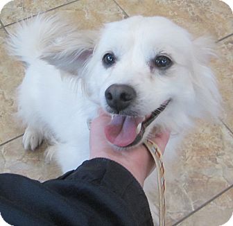 Oak Ridge Nj American Eskimo Dog Meet Snoopy A Pet For Adoption