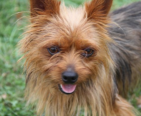 Marietta, OH - Yorkie, Yorkshire Terrier. Meet Yoda (Neutered) a Pet ...