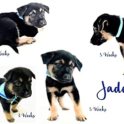 Photo of Male GSD mix Puppies