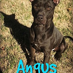 Thumbnail photo of Angus #1