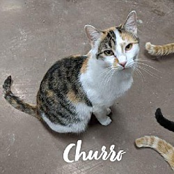 Thumbnail photo of Churro #3