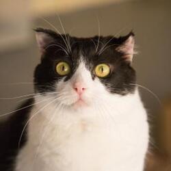 Photo of OREO