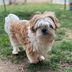 Jazzie best sale shih tzu