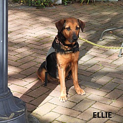 Thumbnail photo of Ellie #3