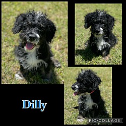 Photo of DIlly