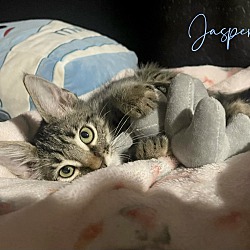 Thumbnail photo of Jasper #1