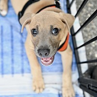 adopt a pet