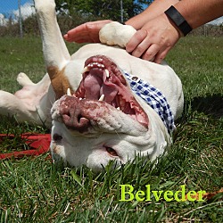 Thumbnail photo of Belveder #1