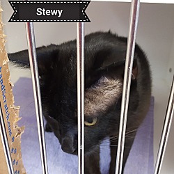 Thumbnail photo of Stewy #2