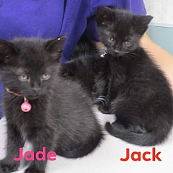 Thumbnail photo of 4 Kittens #4