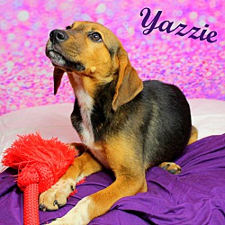 Thumbnail photo of Yazzie~adopted! #3