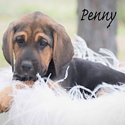 Thumbnail photo of Penny #1