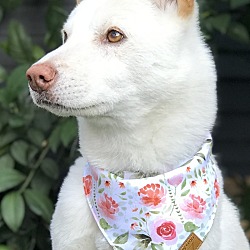 Photo of Lady