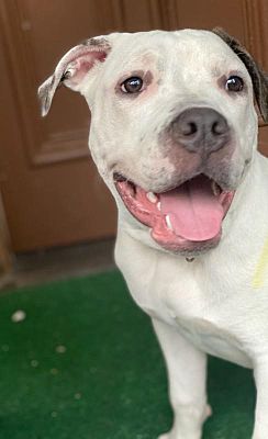 Rochester, NY - Pit Bull Terrier. Meet Yeyo a Pet for Adoption ...