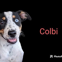 Photo of Colbi