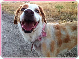 golden retriever and brittany spaniel mix