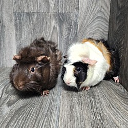 Thumbnail photo of Brownie & Peachie #1