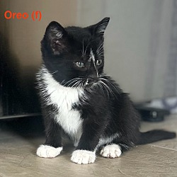Thumbnail photo of Oreo #1
