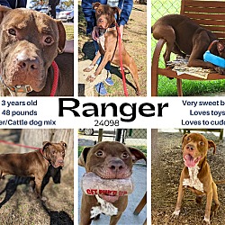 Photo of Ranger - $25 Adoption Fee Special