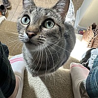 adopt a pet
