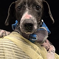 adopt a pet