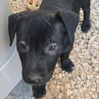 adopt-pet