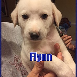 Thumbnail photo of Flynn - PENDING - in Maine #2