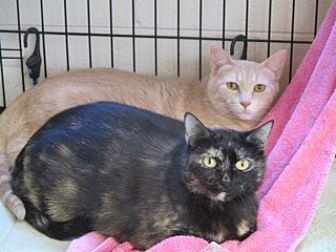 Adopt A Pet Petsmart Charities