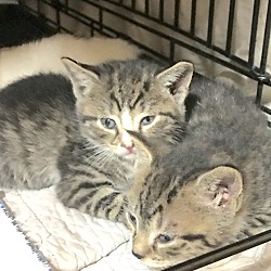 Thumbnail photo of Kittens - IBKNY #2