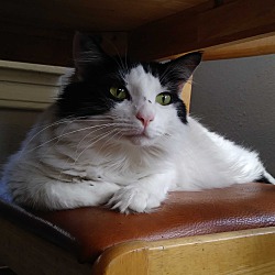 All Bout Cats Inc In Seminole Florida