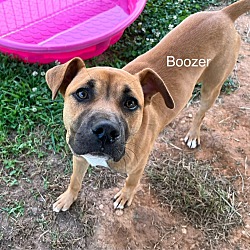 Photo of Boozer