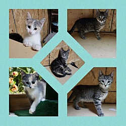 Photo of 5 Kittens Looking For Furever Homes