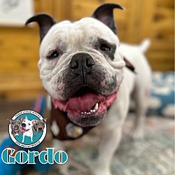 Thumbnail photo of Gordo #1